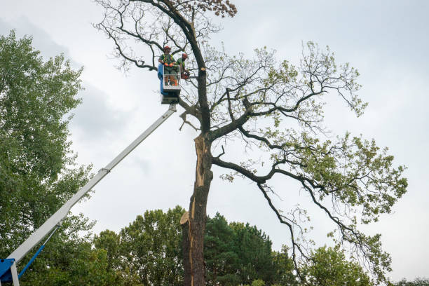 Best Root Management and Removal  in West Burlington, IA