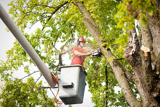 How Our Tree Care Process Works  in West Burlington, IA